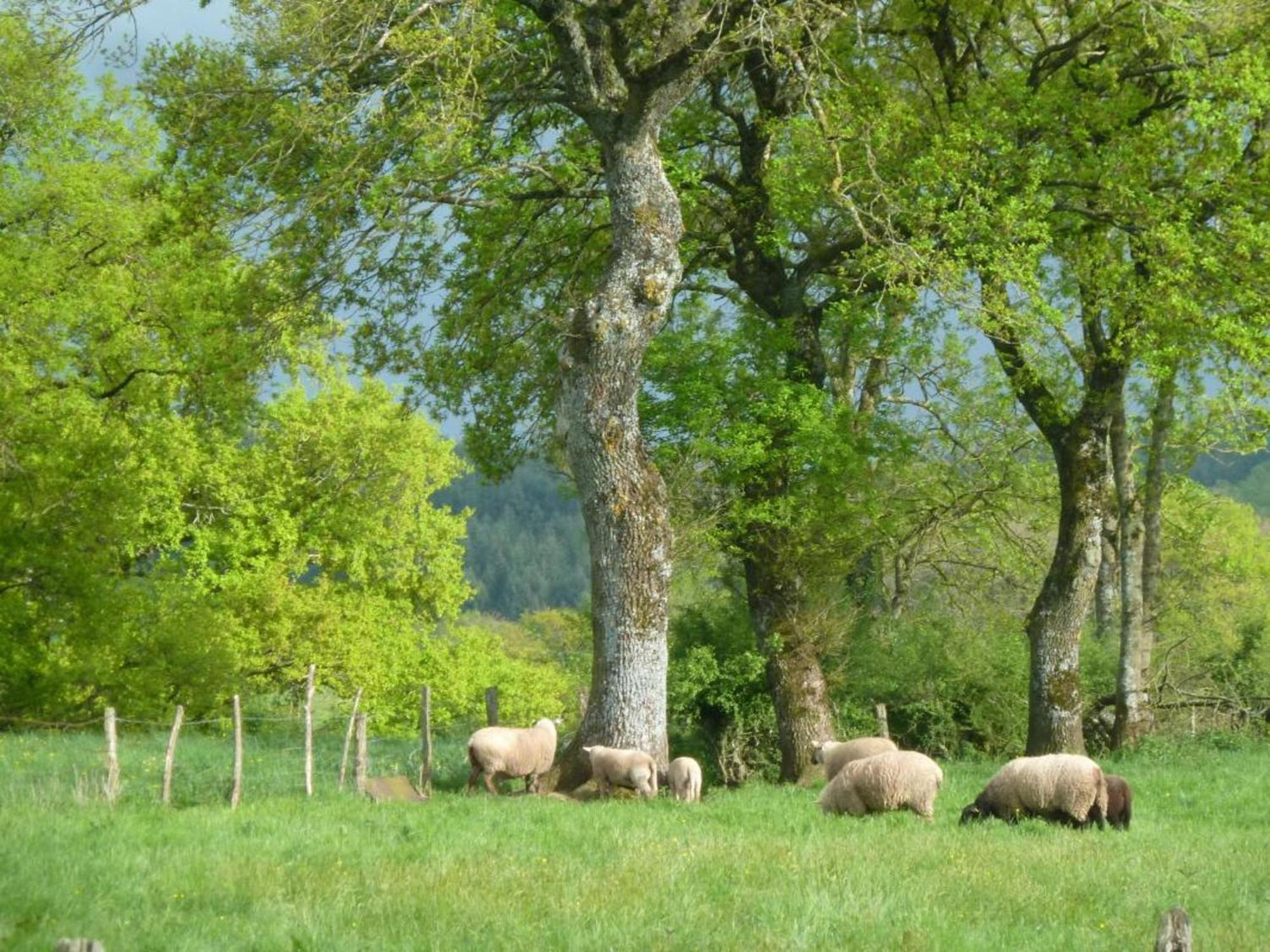 Maison De Campagne Ideale Pour Familles, Cavaliers, Animaux Acceptes, Avec Jardin Clos Et Tout Equipe. - Fr-1-489-172 Villa Barrais-Bussolles Luaran gambar